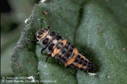 lady beetle larva